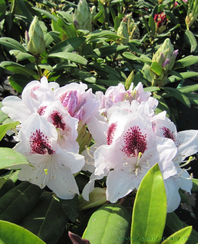 Рододендрон гибридный `Кальсап`, Rhododendron hybridum `Calsap` | СадПарад